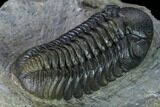 Nice, Austerops Trilobite - Visible Eye Facets #165912-3